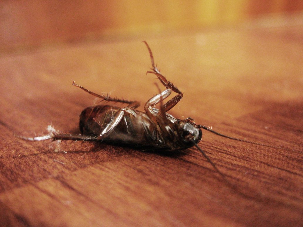 dead-bug