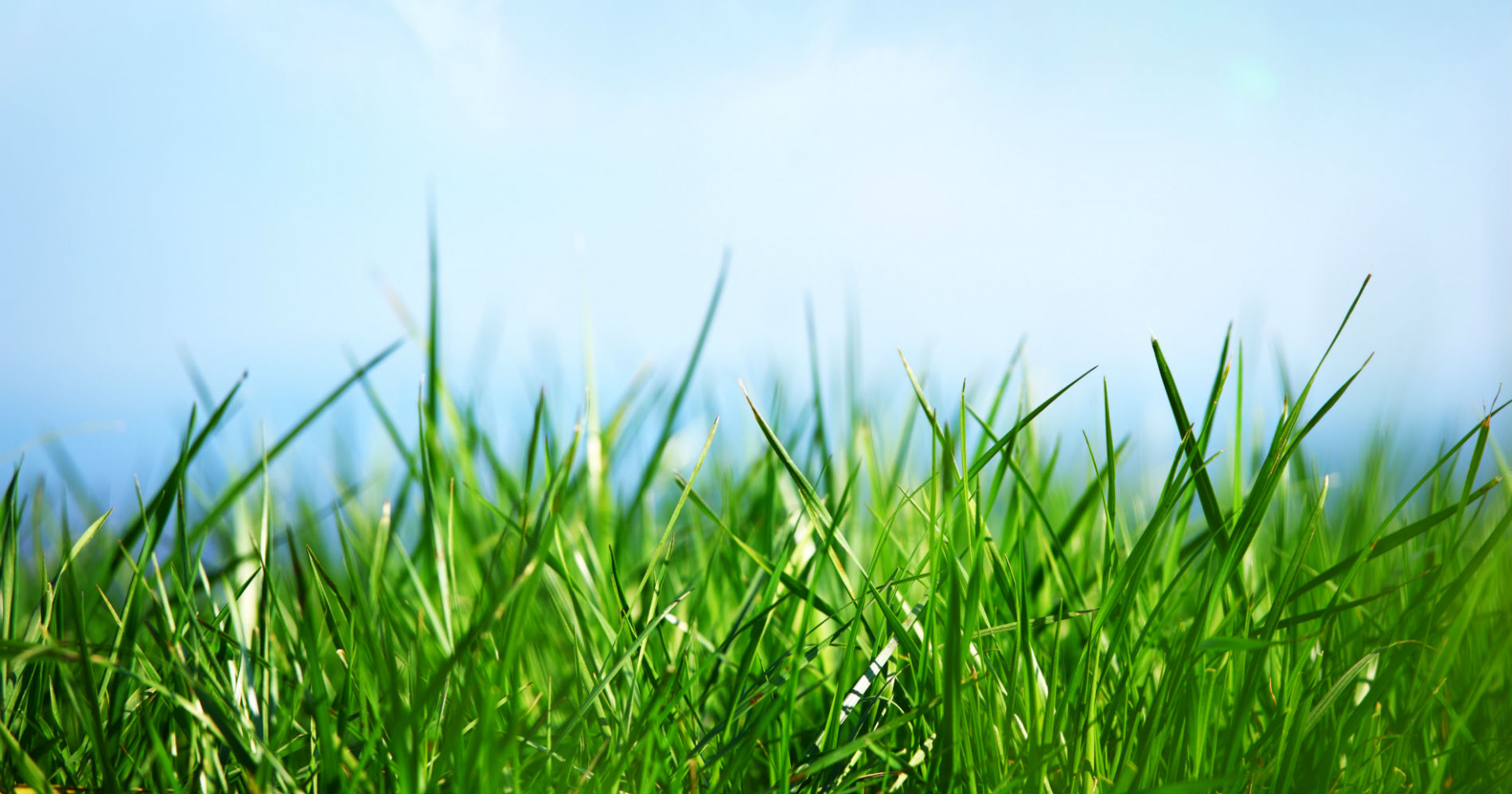 lawn-care