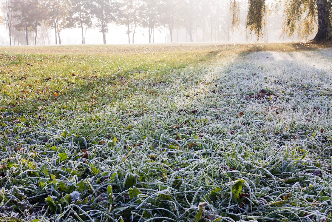 winter-lawn-care